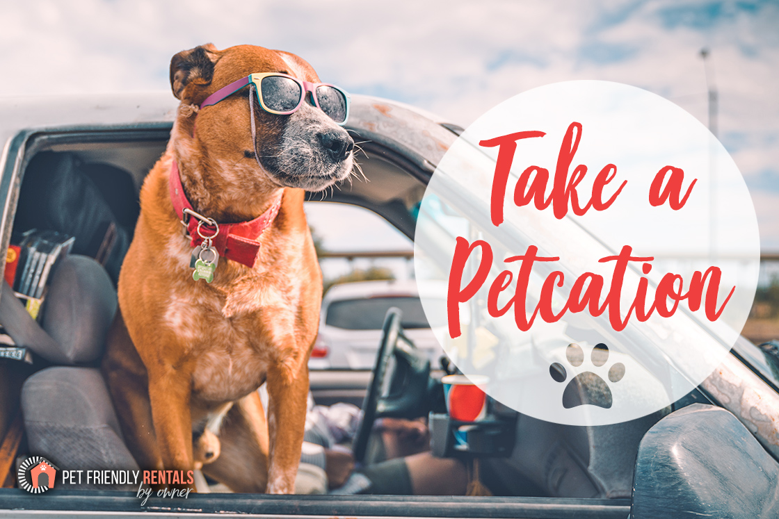 Texas Pet Friendly Is Your Resource To Find Dog Friendly Rentals