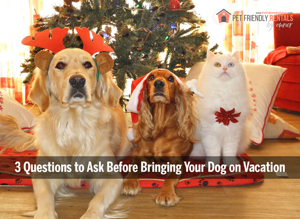 three questions to ask before bringing your dog on vacation