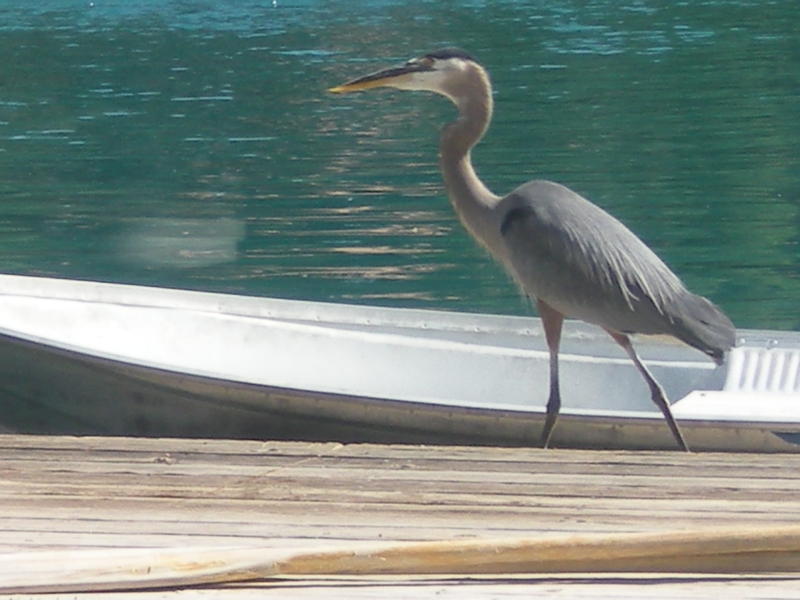 Arizona Snowbird The Number One Snowbird Vacation Rental Site in